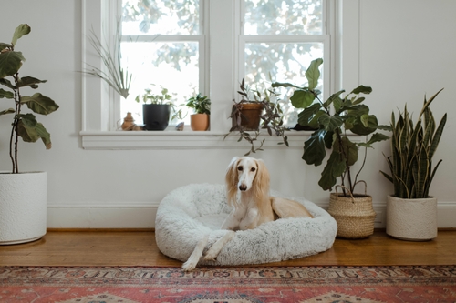 Best Dog Beds