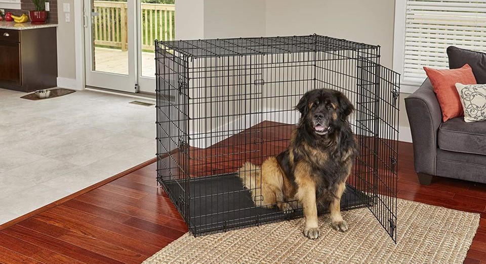 Best Dog Crates