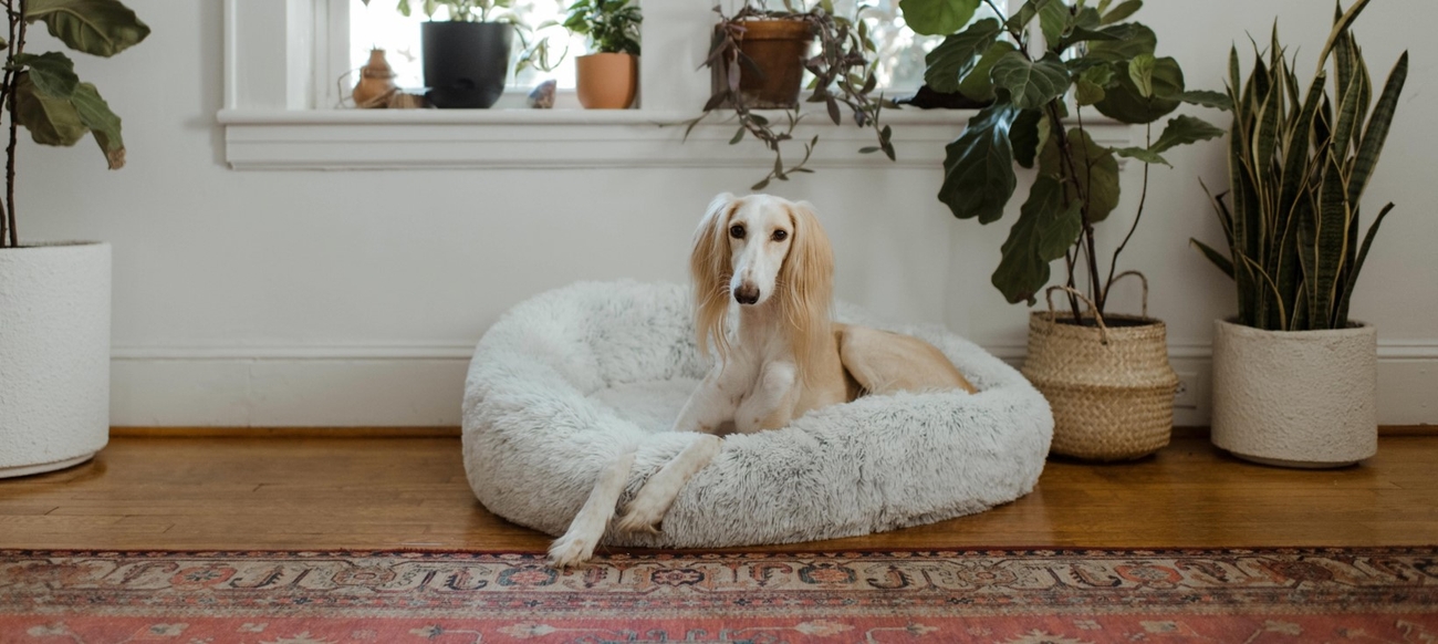 Best Dog Beds